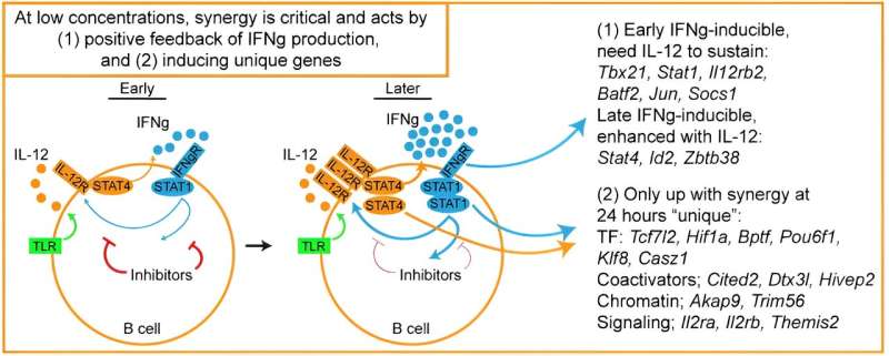 Switching decisions: Interleukin-12 influences B cell immune response