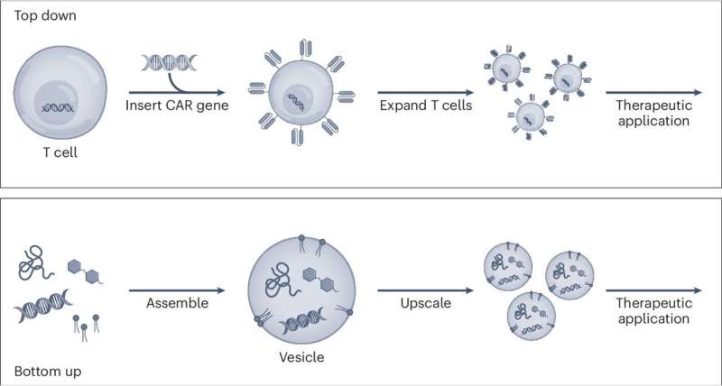 Synthetic immunology: Approaching a turning point in the treatment and prevention of disease