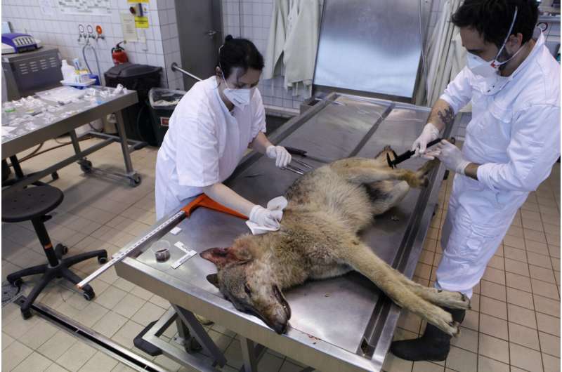 Systematic monitoring: Leibniz-IZW carries out 1000th wolf autopsy since the species' comeback to Germany