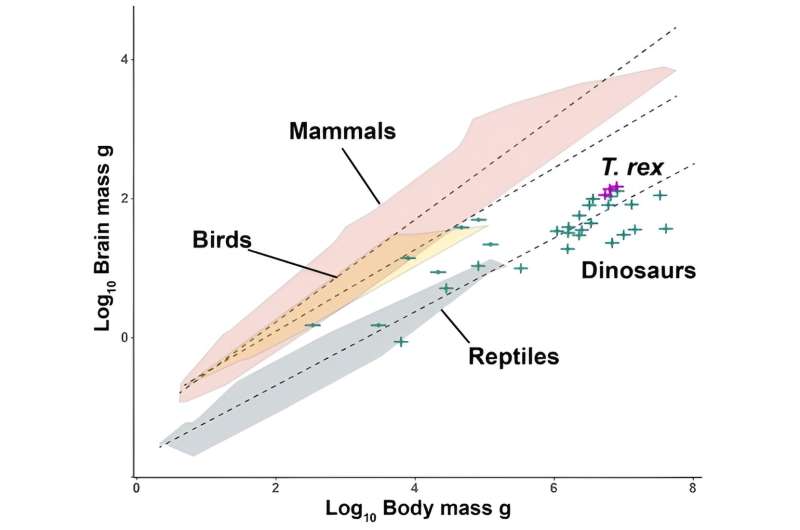 T. rex ist nicht so intelligent wie bisher behauptet, sagen Wissenschaftler