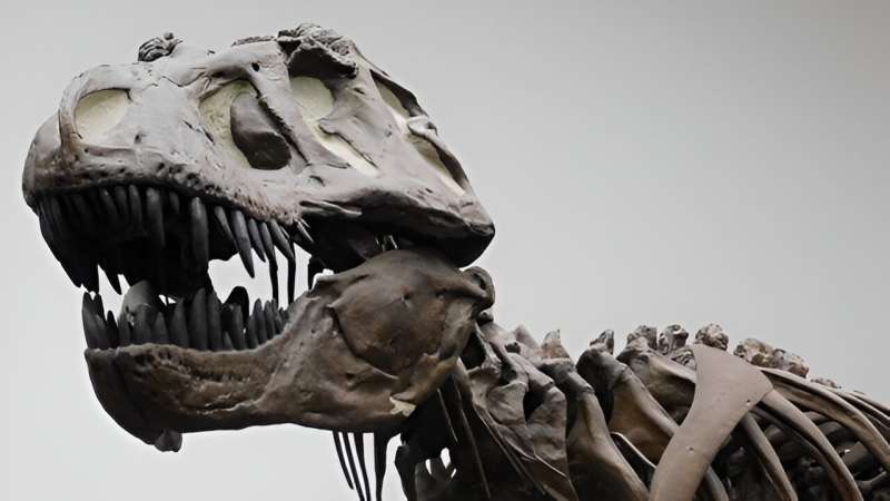 T. rex ist nicht so intelligent wie bisher behauptet, sagen Wissenschaftler
