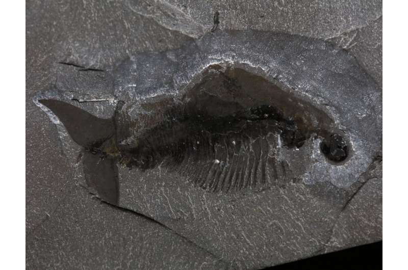 Taco-shaped arthropod from Royal Ontario Museum's Burgess Shale fossils gives new insights into the history of the first mandibulates