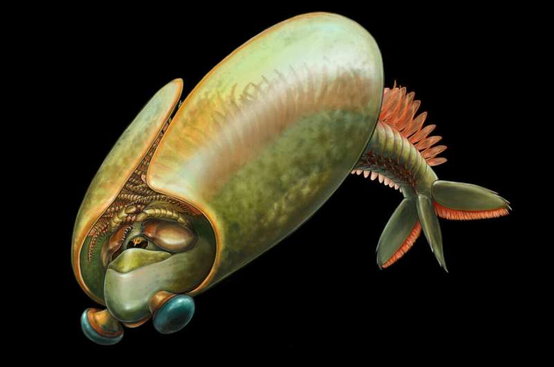 Taco-shaped arthropod from Royal Ontario Museum's Burgess Shale fossils gives new insights into the history of the first mandibulates