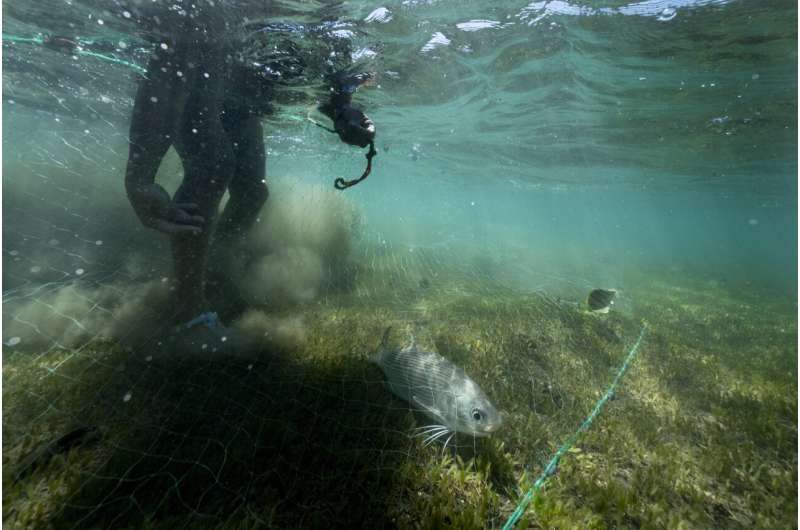 Tahiti's rahui tradition has helped revive ecosystems — including near the Olympics surfing venue