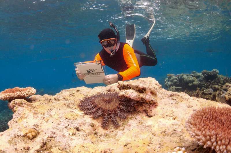 Targeted culling of starfish found to help Great Barrier Reef maintain or increase cover
