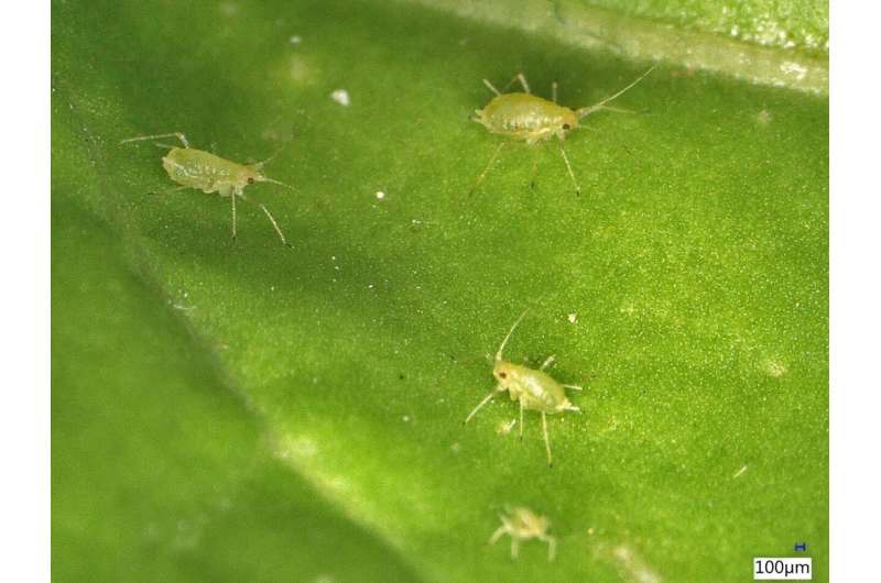 Targeted pest control with RNA spray