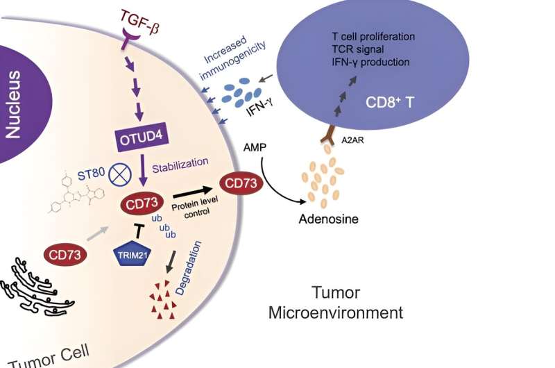 Targeting protein interactions may boost antitumor immunity in breast cancer
