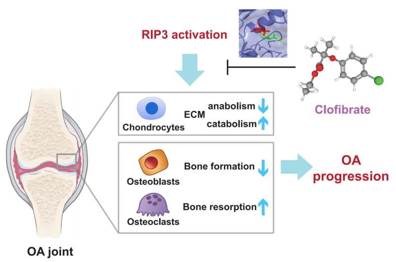 Targeting RIP3 inhibits osteoarthritis development by restoring anabolic-catabolic balance in the bone-cartilage unit