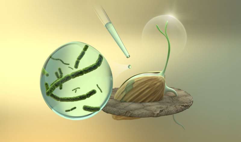 Targeting seed microbes to improve seed resilience