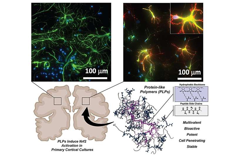 Targeting 'undruggable' proteins promises new approach for treating neurodegenerative diseases