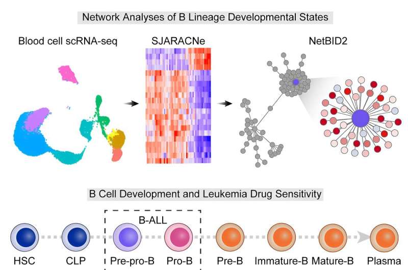 Targeting vulnerability in B-cell development leads to novel drug combination for leukemia