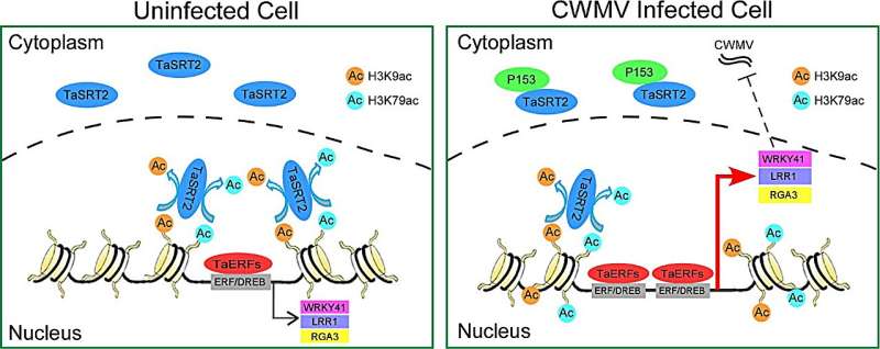 TaSRT2 recognizes a viral protein to activate host immunity by increasing histone acetylation