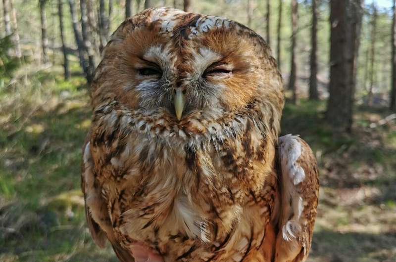 Tawny owl's pale grey colour linked to vital functions ensuring survival in extreme conditions 