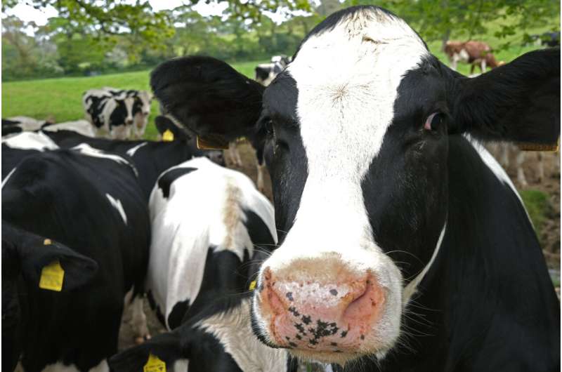 TB vaccine may enable elimination of the disease in cattle by reducing its spread