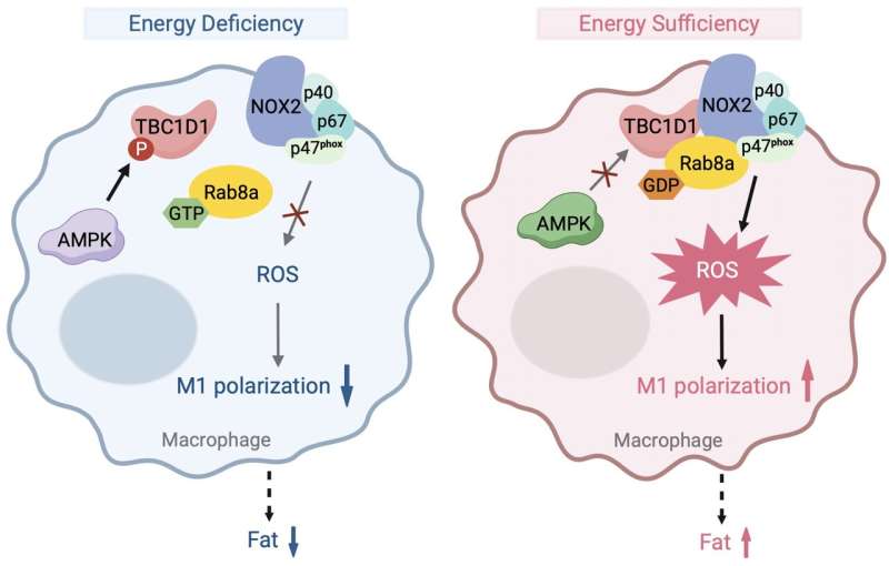 TBC1D1 is an energy-responsive polarization regulator of macrophages via governing ROS production in obesity
