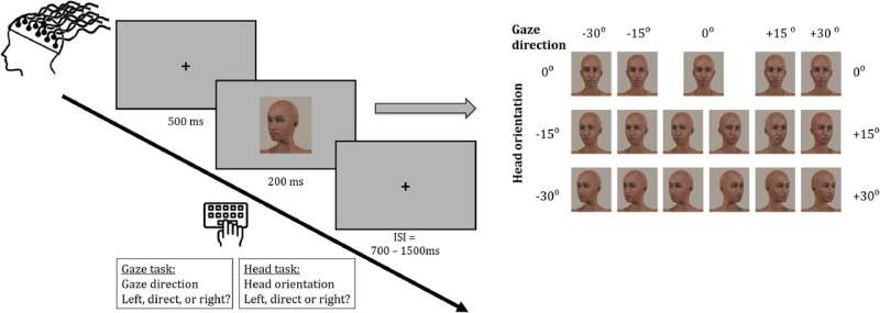 Team succeeds in determining the exact moment when the brain detects another person's gaze direction