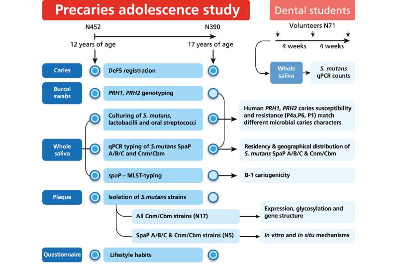 Tendency for infection and bacterial flora explain caries