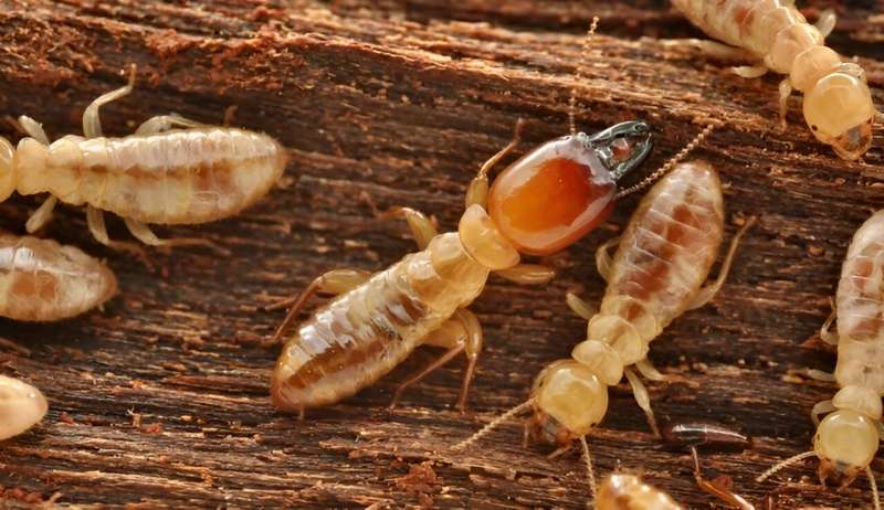 Termite symbiosis in transition