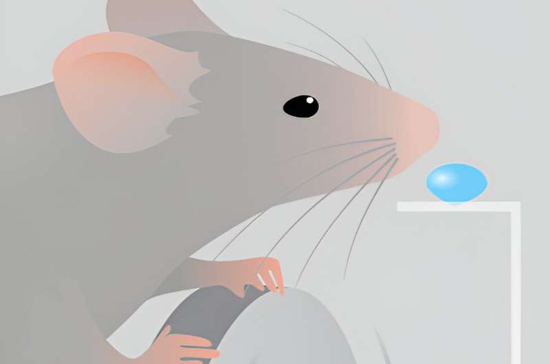 Test reveals mice think like babies