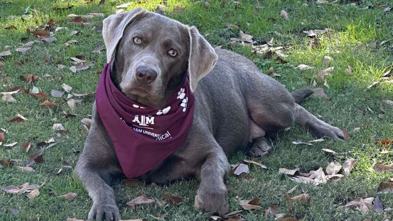 Texas A&M veterinarians diagnose rare autoimmune disease, put dog on road to recovery