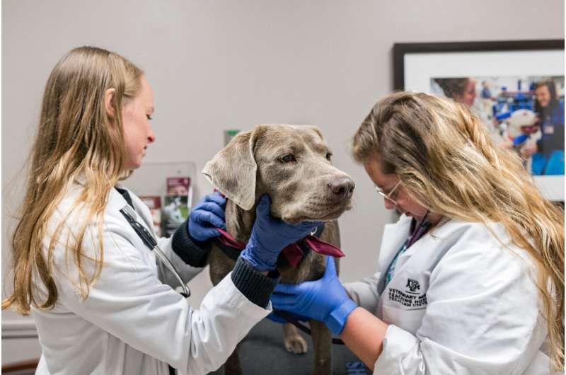 Texas A&M veterinarians diagnose rare autoimmune disease, put dog on road to recovery