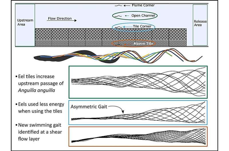 Textured tiles help endangered eels overcome human-made river obstacles, study shows