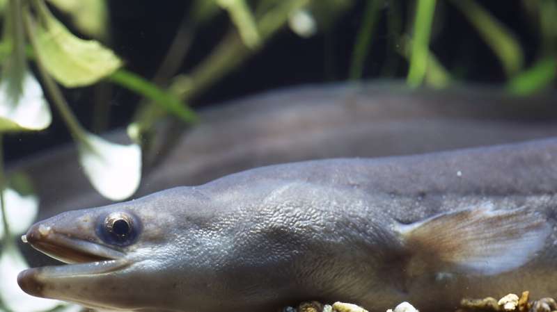 Textured tiles help endangered eels overcome human-made river obstacles, study finds