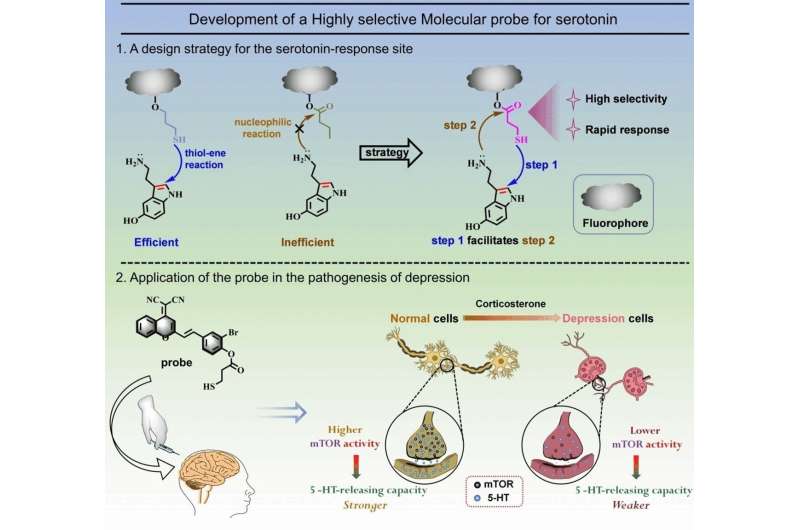 The action mechanism of serotonin in depression