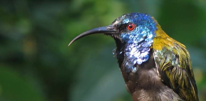 The ancestor of all modern birds probably had iridescent feathers