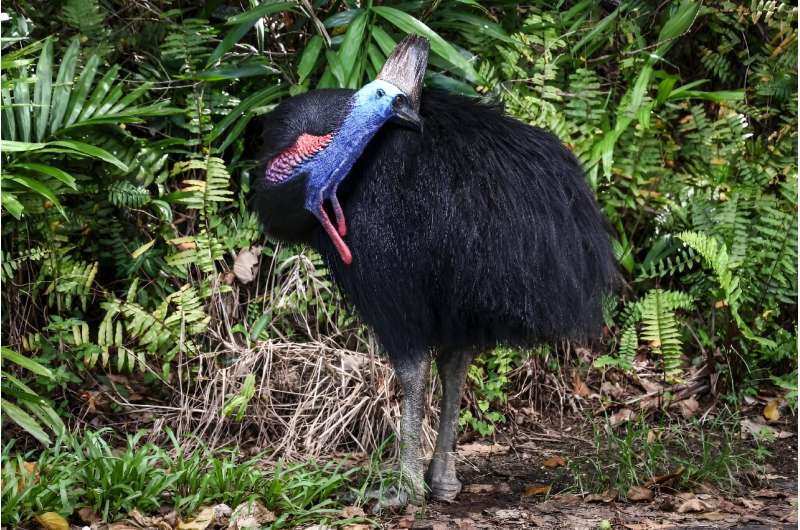 The Australian government lists cassowaries as endangered and estimates about 4,500 remain in the wild