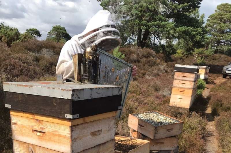 The hammer: New tests to detect fake honey