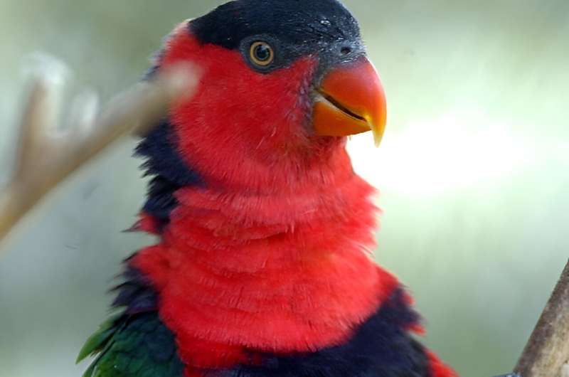 The chattering lory parrot is found only in the jungles of Indonesia's Maluku Islands
