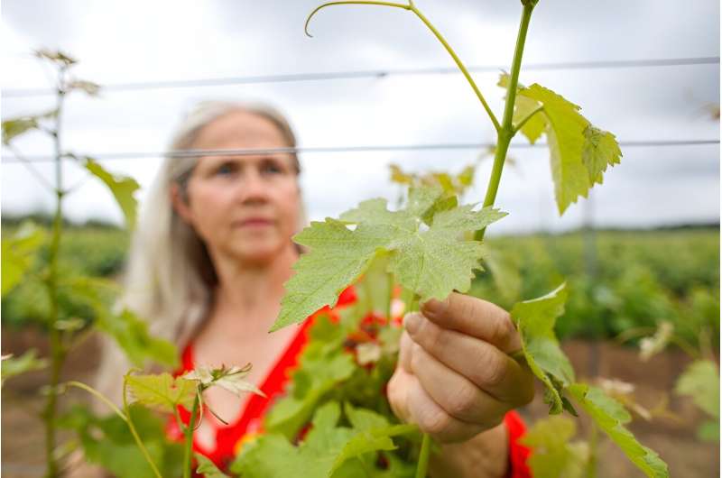 La empresa plantó sus primeras vides en 2015 para probar el potencial de la viticultura de calidad en Irlanda y elaboró ​​su primer vino en 2019.