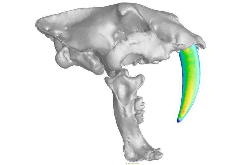 The double-fanged adolescence of saber-toothed cats