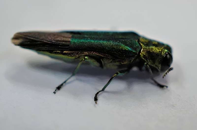 The emerald ash borer has arrived in B.C.—what can we do about it?