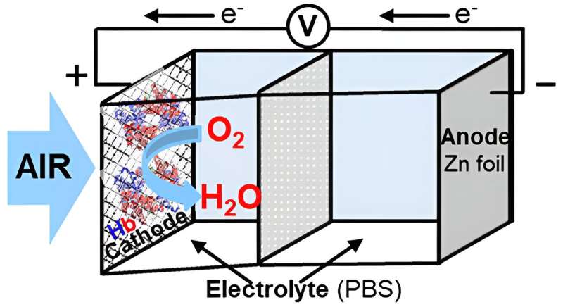 The first battery prototype using hemoglobin is developed