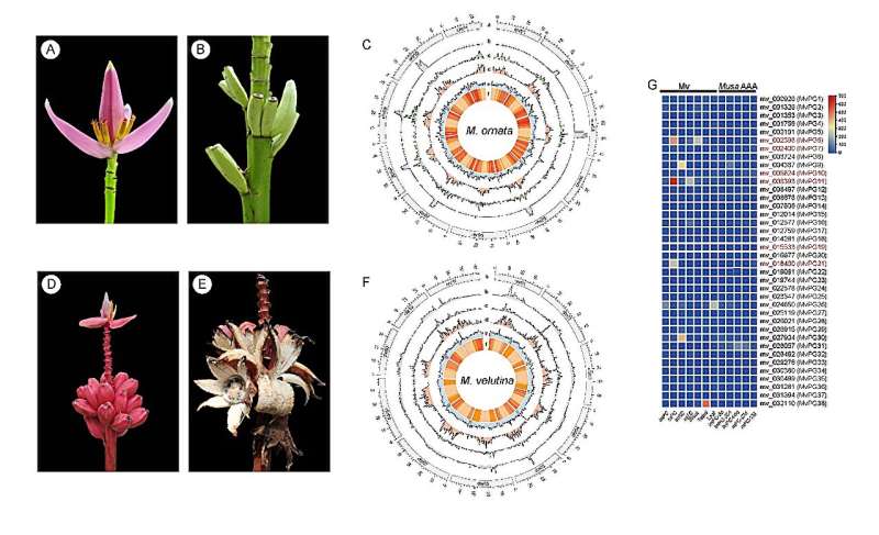 The first chromosome-level reference genomes of the ornamental banana and pink banana