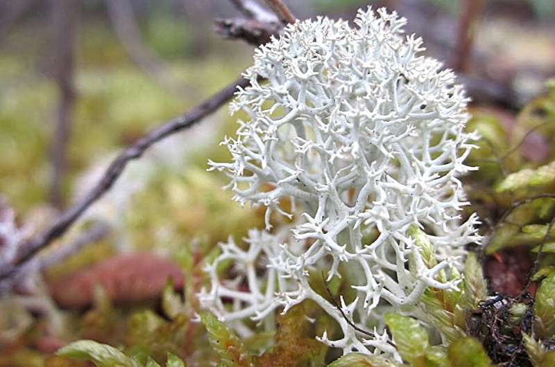 'The future is fungal': New research finds that fungi that live in healthy plants are sensitive to climate change
