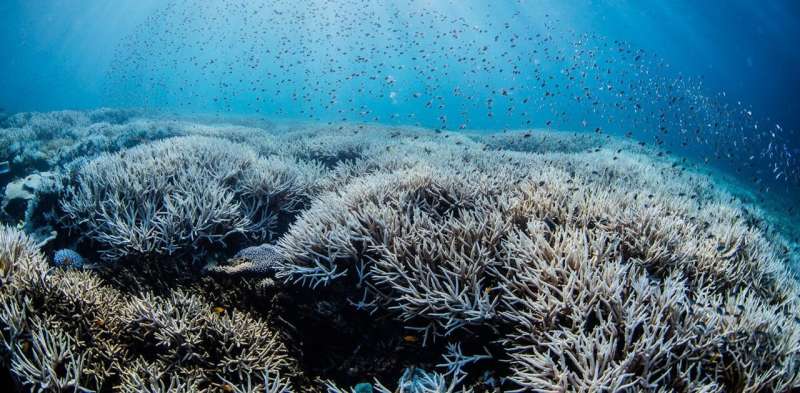 The Great Barrier Reef's latest bout of bleaching is the fifth in eight summers—the corals now have almost no reprieve