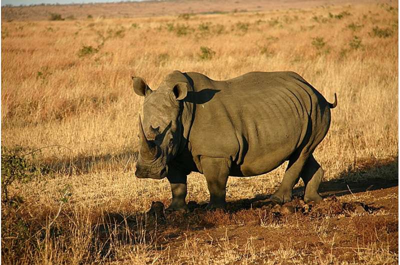 The heat is on: UMass Amherst scientists discover southern Africa's temps will rise past the rhinos' tolerance