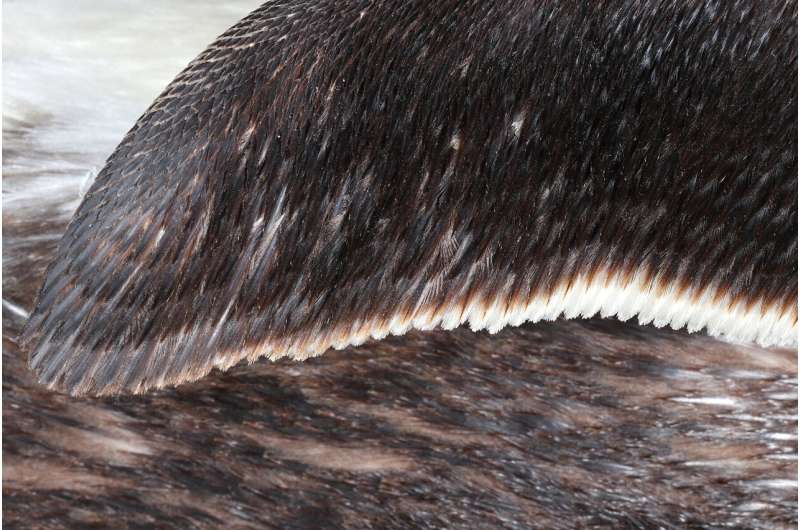 The hidden rule for flight feathers—and how it could reveal which dinosaurs could fly