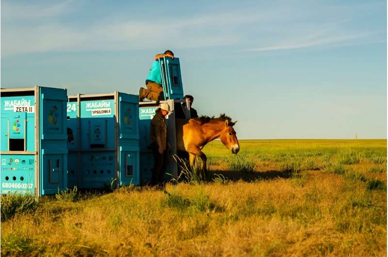 The horses emerge after20 hours in containers and are the first of 40 to be released into the wild in this vast Central Asian nation over the next five years