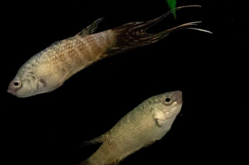 The importance of the paradise fish in evolutionary and behavioural genetics research