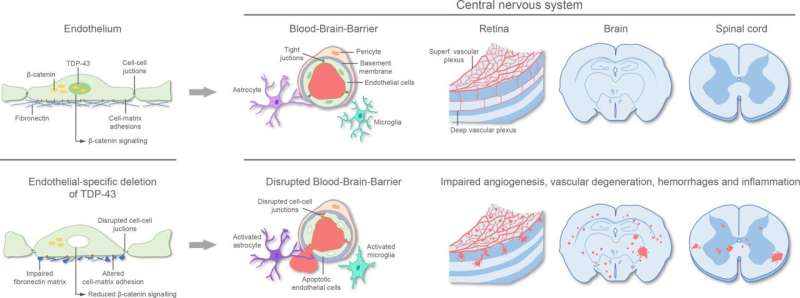 The integrity of the blood–brain barrier depends on a protein that is altered in some neurodegenerative diseases