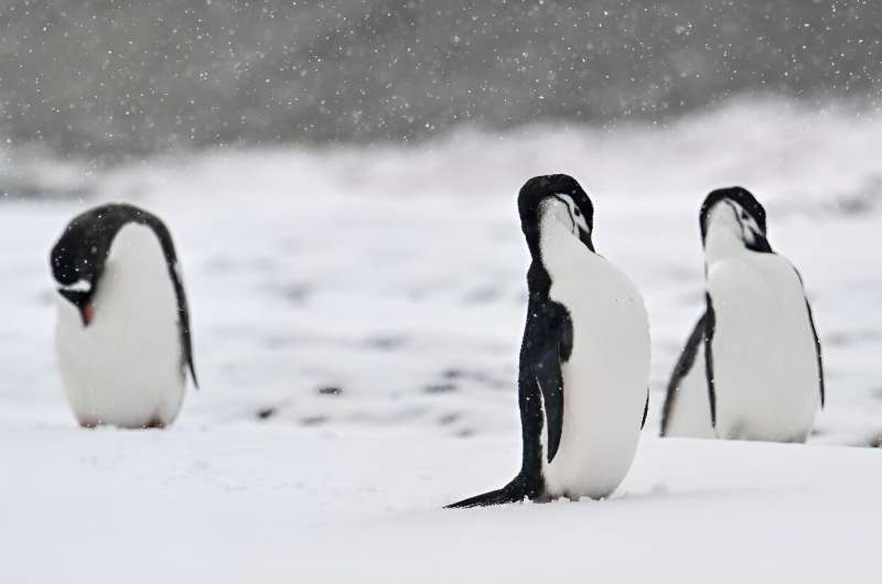 The island is also home to perhaps the world's largest colony of chinstrap penguins, seabirds, seals and sea lions