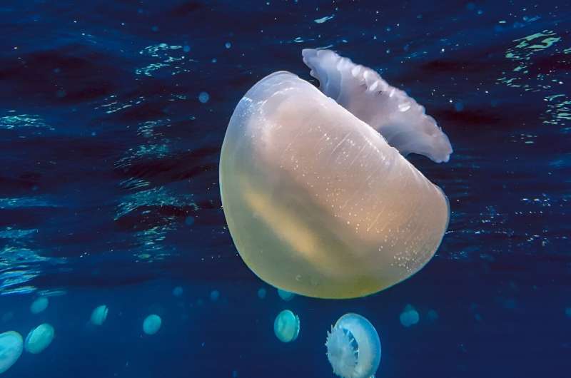 The jellyfish bloom and the presence of the invasive coral Unomia stolonifera, which smothers native corals, have become a headache for local fishermen