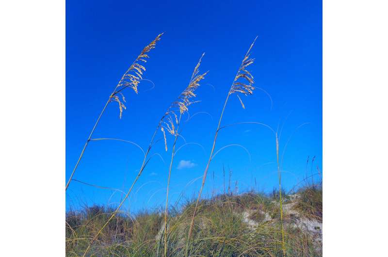 The key to Florida beaches’ hurricane recovery: The humble sea oat