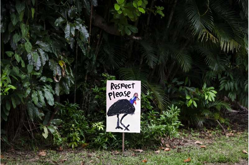 The main threats to the cassowary are car strikes, clearing of native habitats, dog attacks and climate change