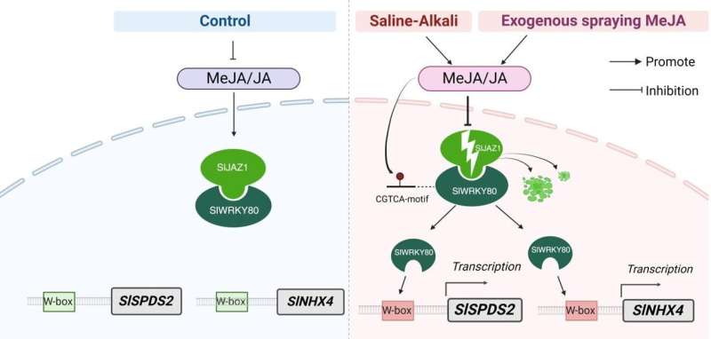 The mechanism of SlWRKY80 participating in salt alkali stress through its involvement in JA metabolic pathway