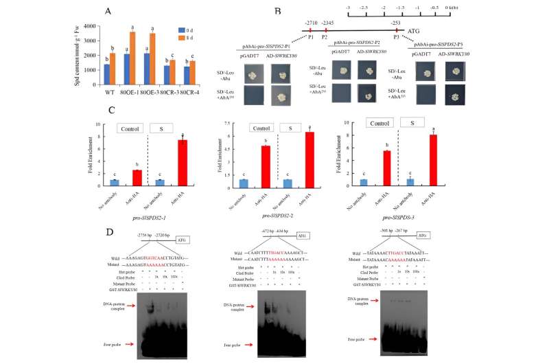 El mecanismo de participación de SlWRKY80 en el estrés salino-álcali a través de su participación en la vía metabólica de JA